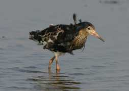 kentos.org.uk Chrisbond