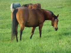 rbarquarterhorses.com Chrisja