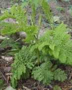 herrenkampergaerten.de Chrispa