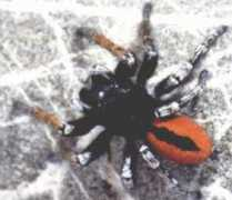 salticidae.org Chrm