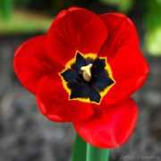 jakubchrudina.eu Chrudina