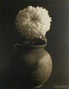 seeinglight.com Chrysan