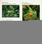 ggd.customer.netspace.net.au Chrysant