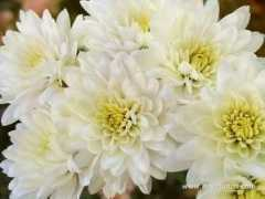 mzephotos.com Chrysanthemum