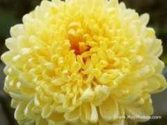 mzephotos.com Chrysanthemum