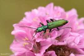 biolib.cz Chrysanthia