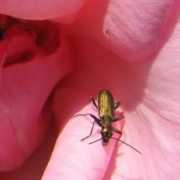 galerie-insecte.org Chrysanthia