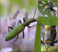 galerie-insecte.org Chrysanthia