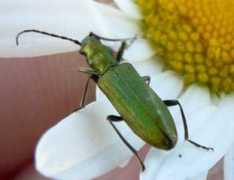 aramel.free.fr Chrysanthie