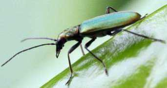 aramel.free.fr Chrysanthie