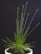 bihrmann.com Chrysanthus