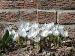 davesgarden.com Chrysanthus