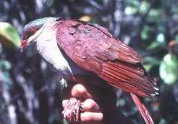 internationaldovesociety.com Chrysia