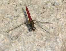 pisum.bionet.nsc.ru Chrysis