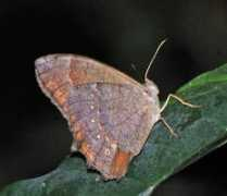 tol.tolweb.org Chrysogone