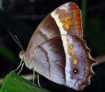 tolweb.org Chrysogone