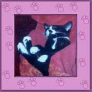 katzenhilfe-samtpfoetchen.de Churrete