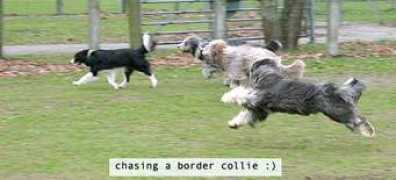 beardieagilitydiehards.org Cibeau