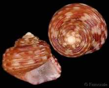 gastropods.com Cicer