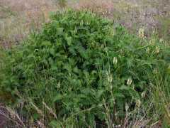 botany.cz Cicer