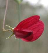 nature-diary.co.uk Cicera