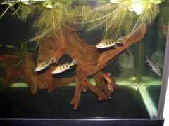 Cichla