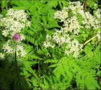 knox.villagesoup.com Cicly