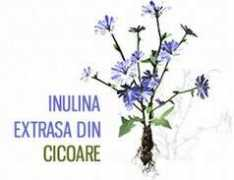 Cicoare