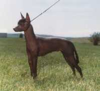 Cila