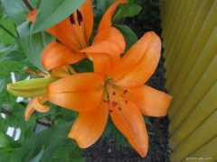 garten-de.com Cilesta