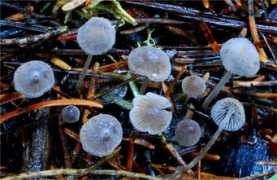 mushroomhobby.com Cinerella