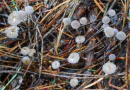 mushroomhobby.com Cinerella