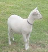 Cirion