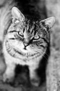 lostinpixels.hu Cirmos