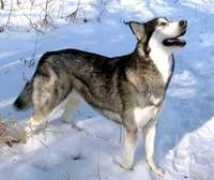 pdg.sla-w.com Ciuraszkiewicz