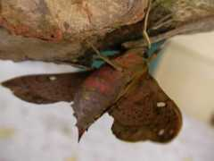whatsthatbug.com Cizara