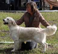 kennelgreenhills.net Ckass