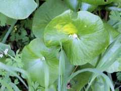 botanic.jp Claper