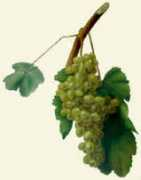 chianti-chianti.info Claretta