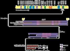 atlasgeneticsoncology.org Claudin