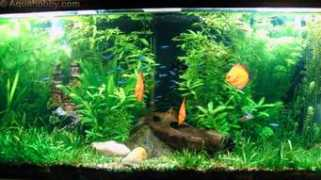 aquahobby.com Cleciano