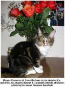 blazerscats.com Clemenza