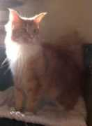ofprettycats.de Cleren