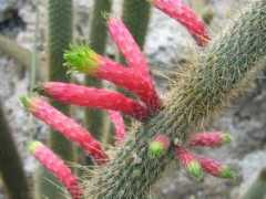 Clesma