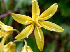 digitalnaturalhistory.com Clintonia