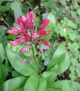 davidlnelson.md Clintonia