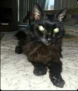 handstopawsanimalmassage.com Clipsy