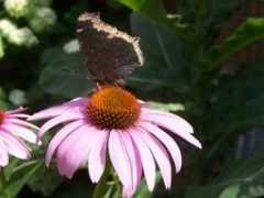 torontoparks.com Coak