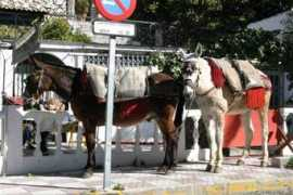 frigilianarentals.com Cobbos