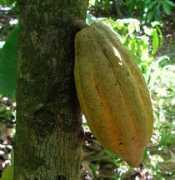 Cocao